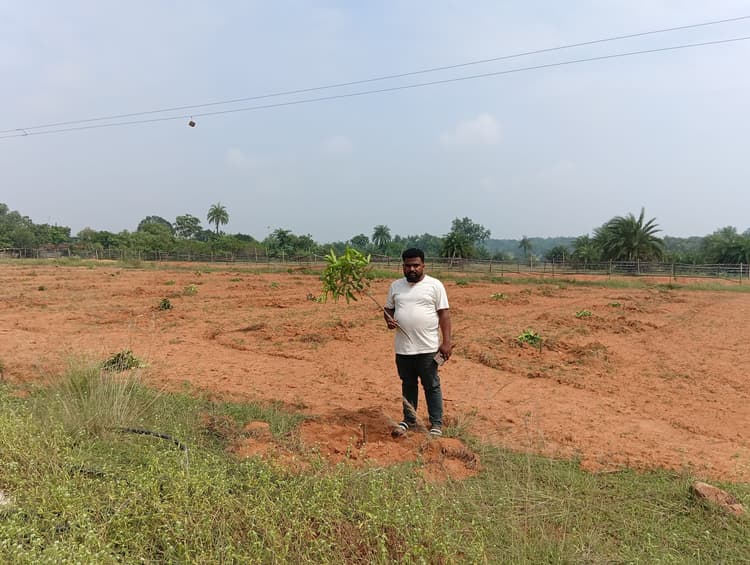 Giridih News: असामाजिक तत्वों ने तीन एकड़ में लगे 300 आम के पौधे काटे