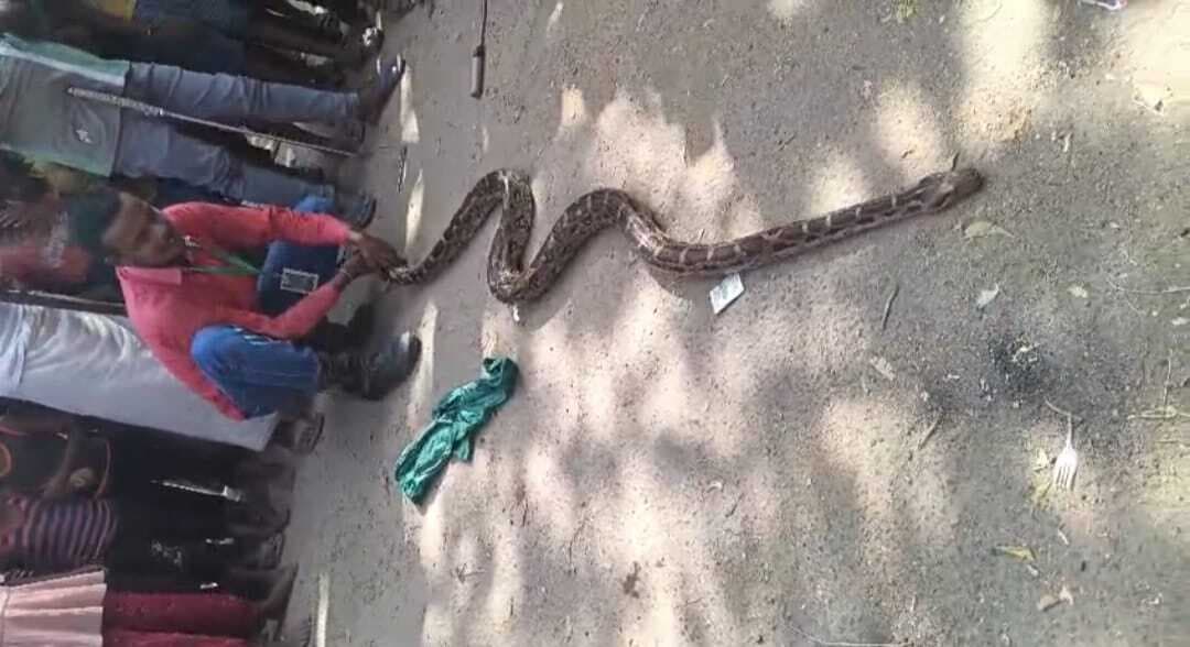 चांदन नदी में मछुआरे के जाल में फंसा 12 फीट लंबा अजगर, ग्रामीणों में हड़कंप