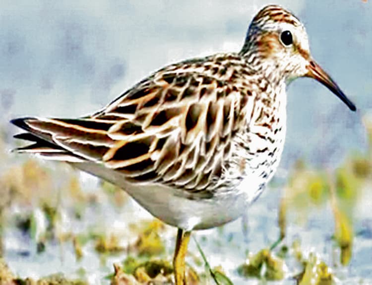 फ्रेजरगंज में दुर्लभ प्रवासी पक्षी की देखी गयी झलक