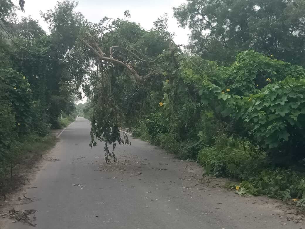 सड़क पर लटका पेड़, दुर्घटना की आशंका
