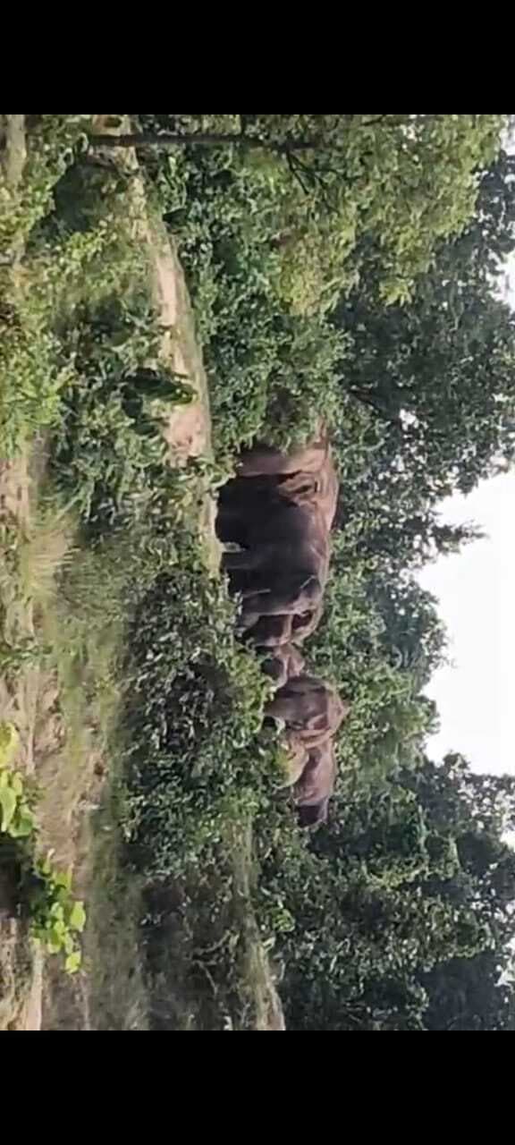 Giridih news: हाथियों ने मचाया उत्पात, फसलें रौंदी, ग्रामीणों में दहशत