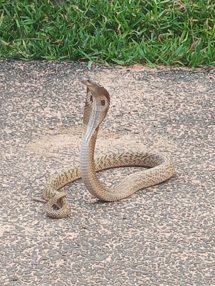 रक्ति में कोबरा सांप निकलने से मची अफरा-तफरी, किया रेस्क्यू