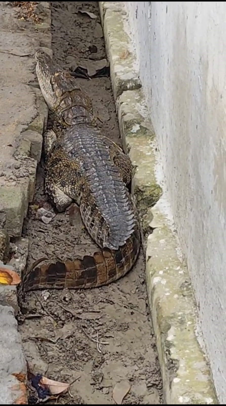 Motihari: घर के पास पहुंचा मगरमच्छ, मचा हड़कंप