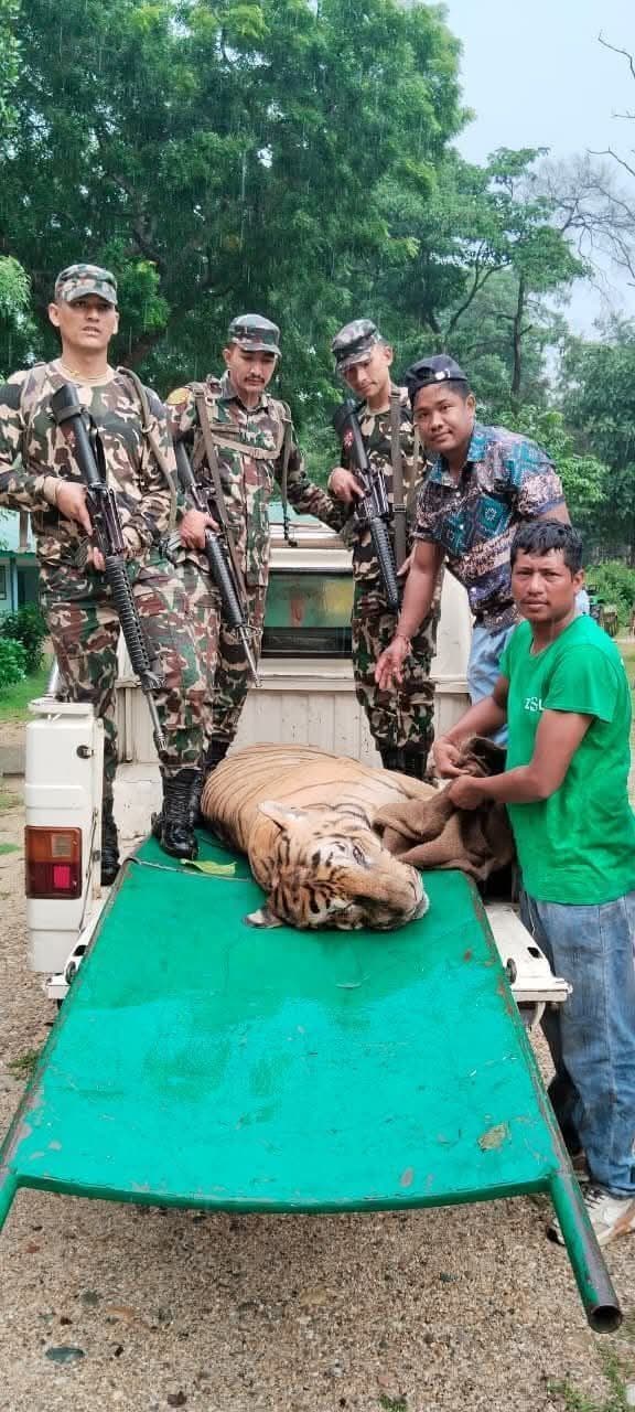 Motihari : नरभक्षी बाघ को वन विभाग की टीम ने डार्ट मारकर किया काबू