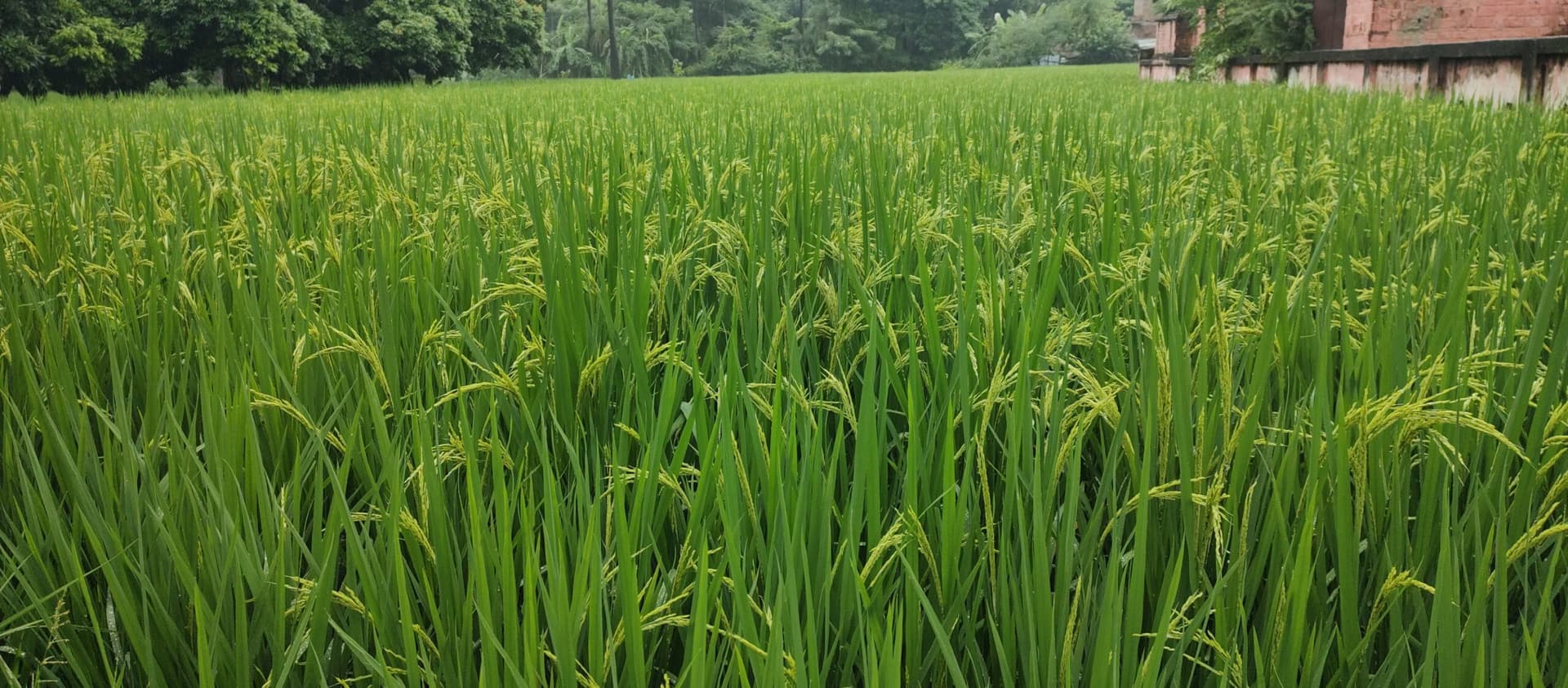 hajipur news. बारिश से खिल उठे किसानों के चेहरे