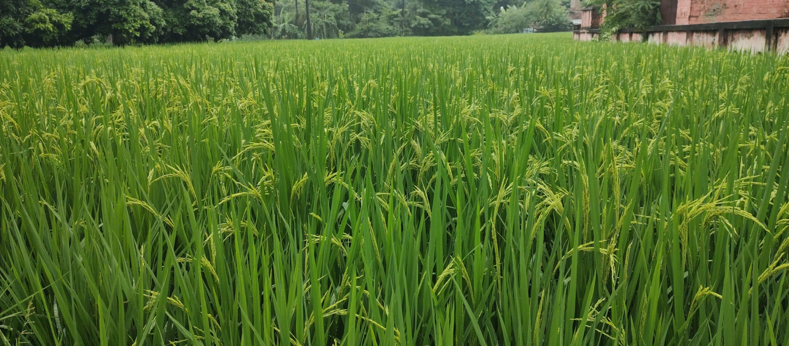 hajipur news. बारिश से खिल उठे किसानों के चेहरे