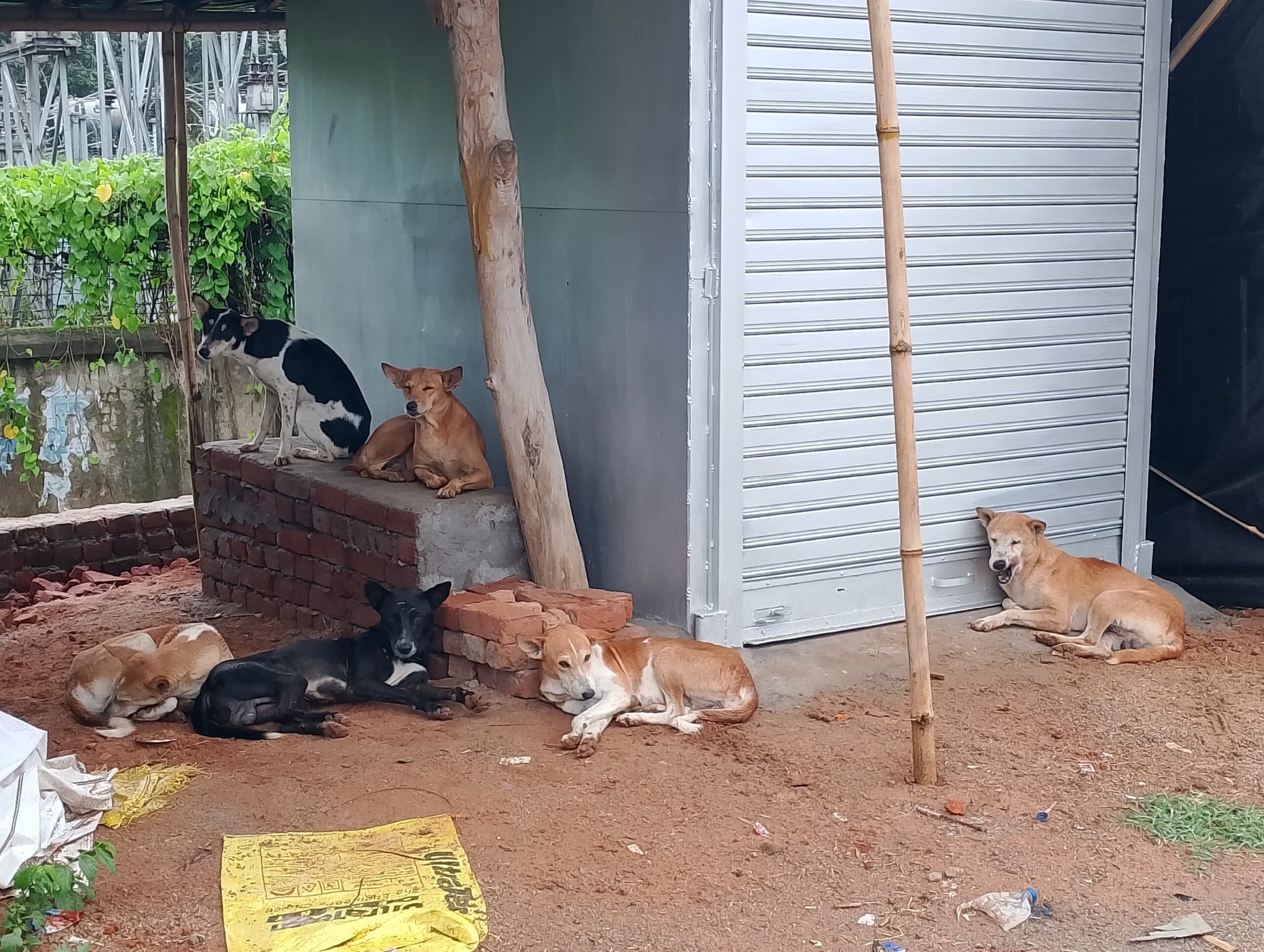 कुत्तों ने काटकर छह लोगों को किया घायल