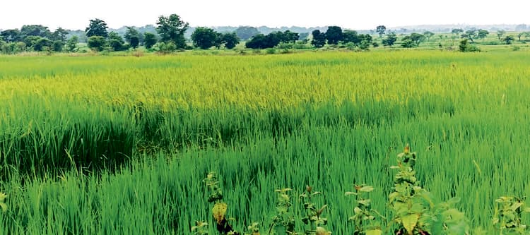 seraikela kharsawan news: लगातार बारिश से खेतों में जलजमाव, धान व सब्जियों को नुकसान