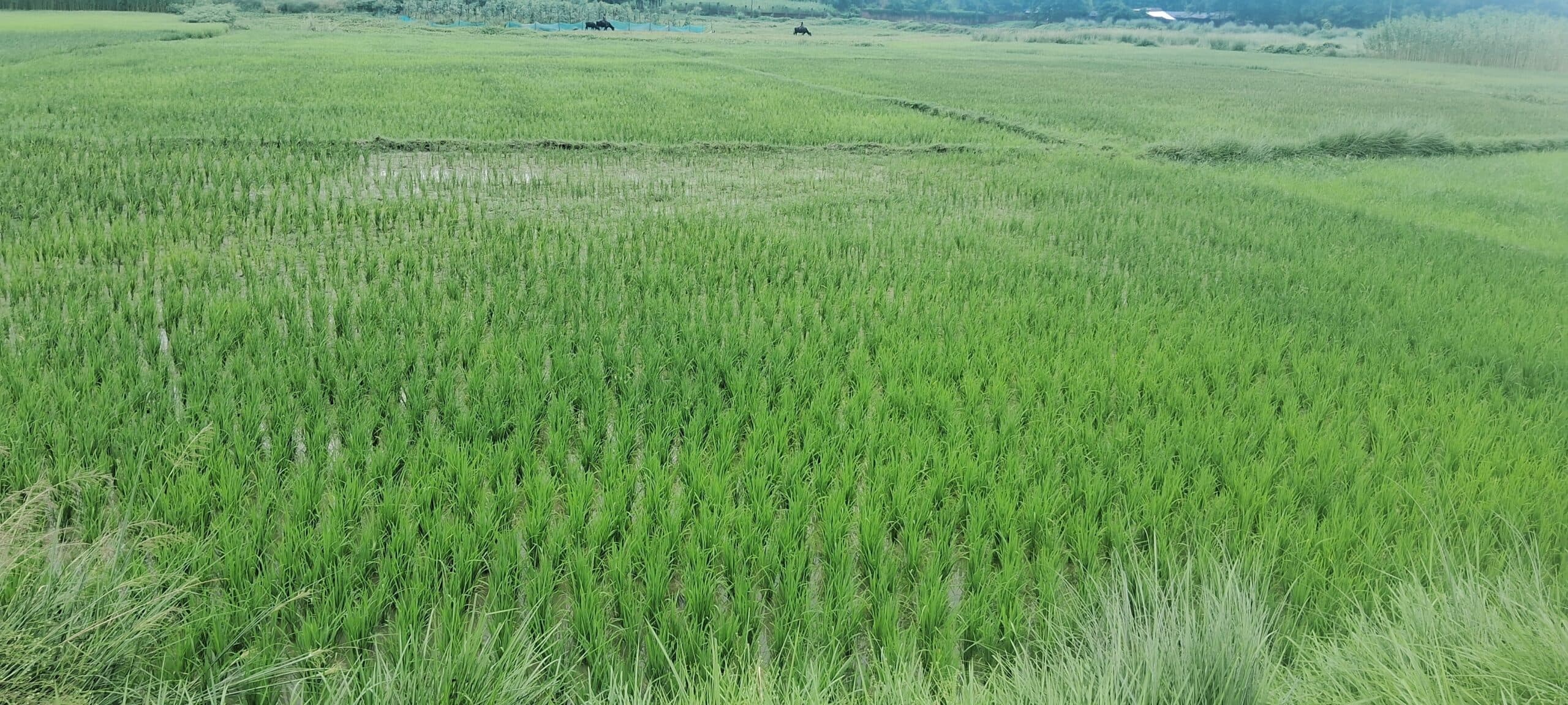 सरकारी दर पर किसानों से धान खरीद की तैयारी शुरू, 01 नवंबर से पैक्स पर किसानों से होगी धान की खरीद