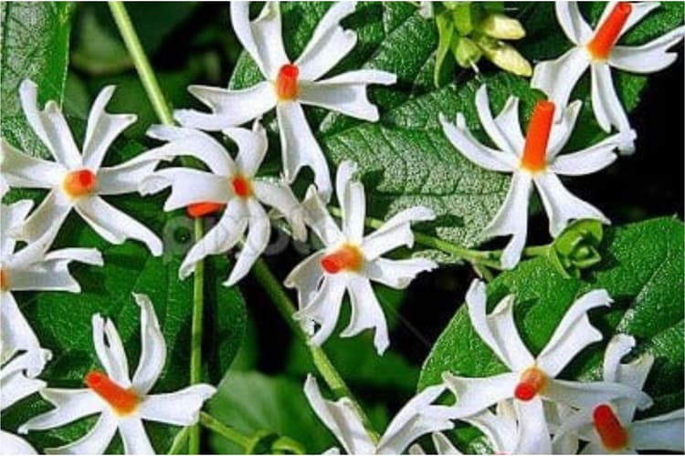 Harsingar Face Pack: हरसिंगार के फूल करेंगे स्किन को रिफ्रेश, जानें कैसे करें इस्तेमाल