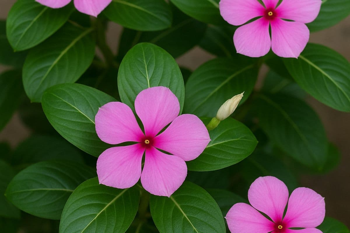 sadabahar flowers