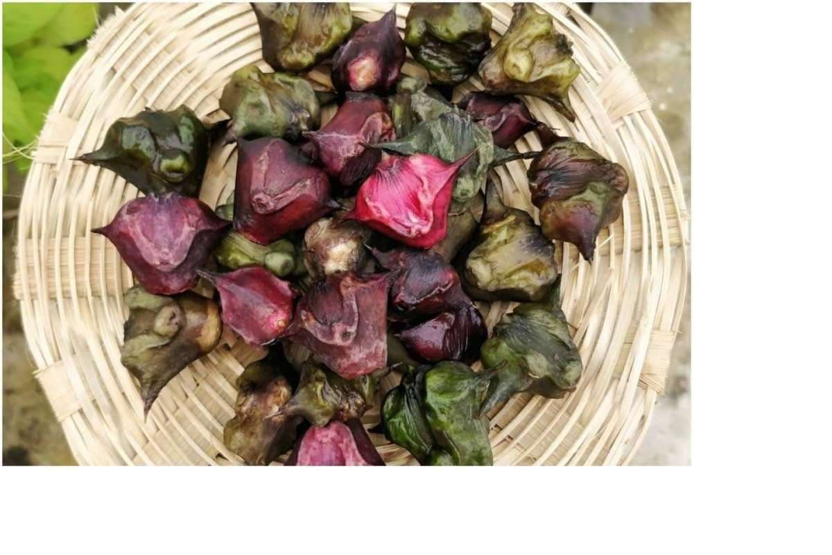 Health Benefits: जानिए, सर्दियों के सुपरफूड के बारे में, जिसे खाने से मिलते हैं कमाल के लाभ Health Benefits: जानिए, सर्दियों के सुपरफूड के बारे में, जिसे खाने से मिलते हैं कमाल के लाभ