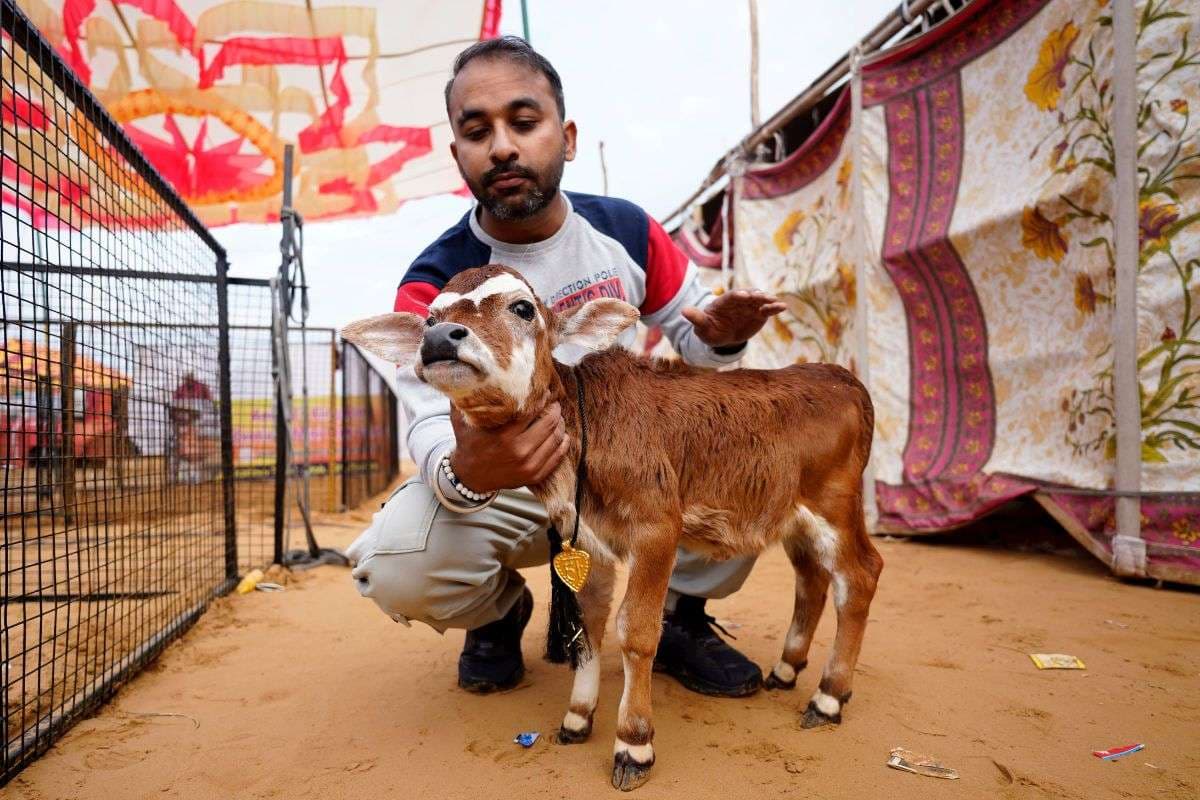 16-inches-tall-cow