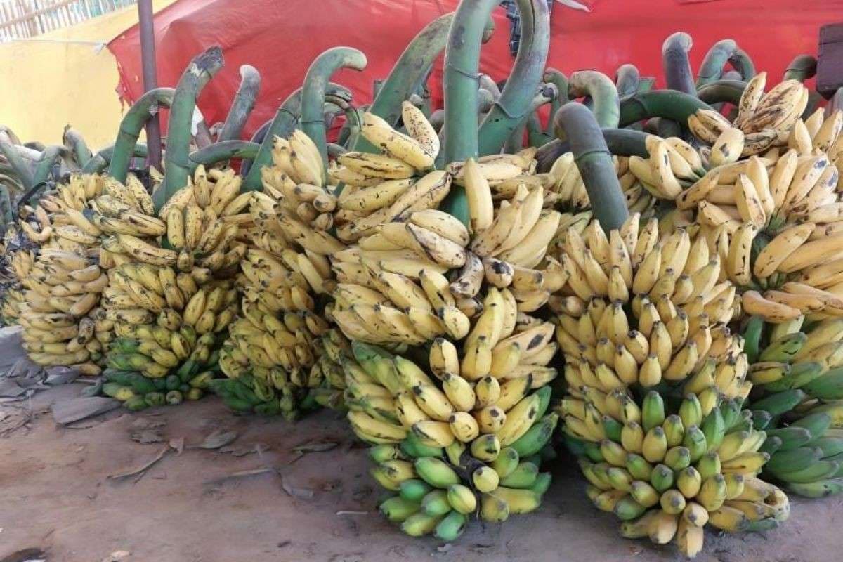 Demand for bananas surges due to Chhath, Hajipur market sees record business Demand for bananas surges due to Chhath, Hajipur market sees record business
