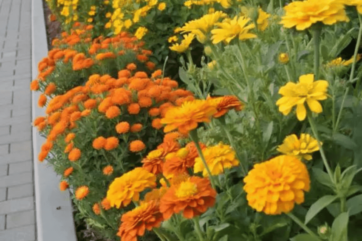 Gardening Tips