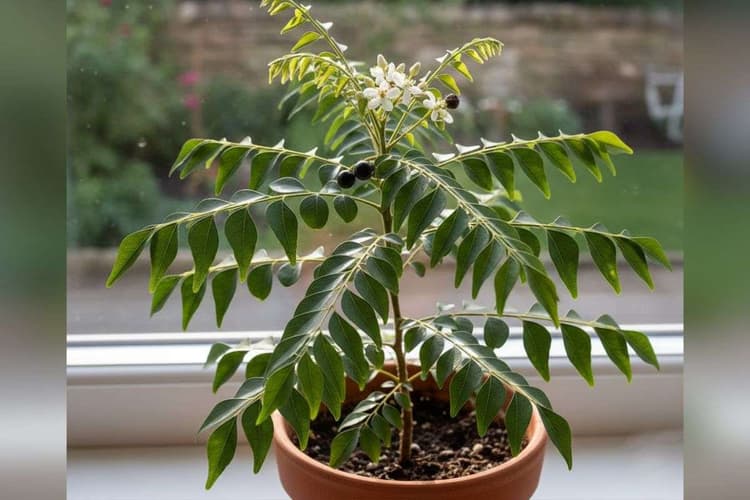 How To Grow Curry Plant In Winter: ठंड के मौसम में घर पर लगाएं हरा-भरा करी पत्ता का पौधा, जानें सही तरीका