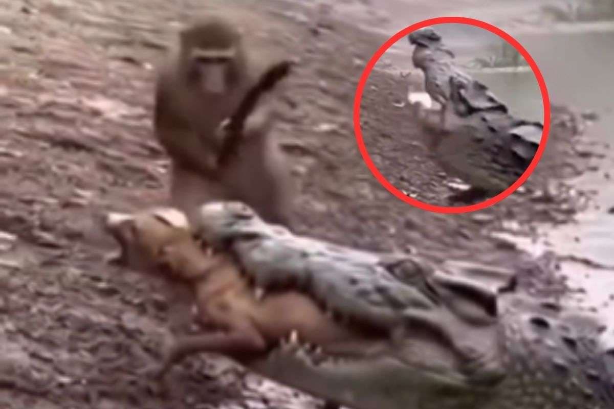 Monkey and crocodile Fight Monkey and crocodile Fight