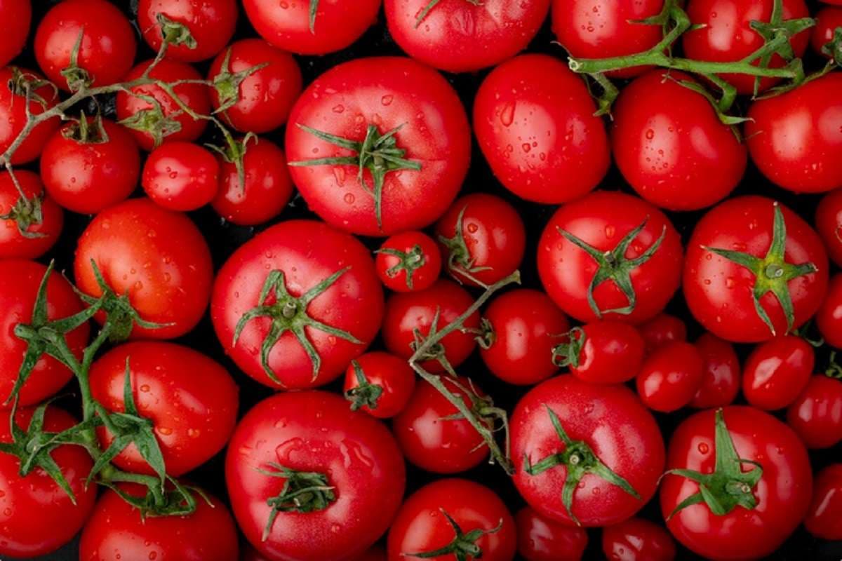 Tomato Seeds Price: चांदी को भी टक्कर दे रहा लाल टमाटर, एक किलो का दाम जानकर पीट लेंगे माथा