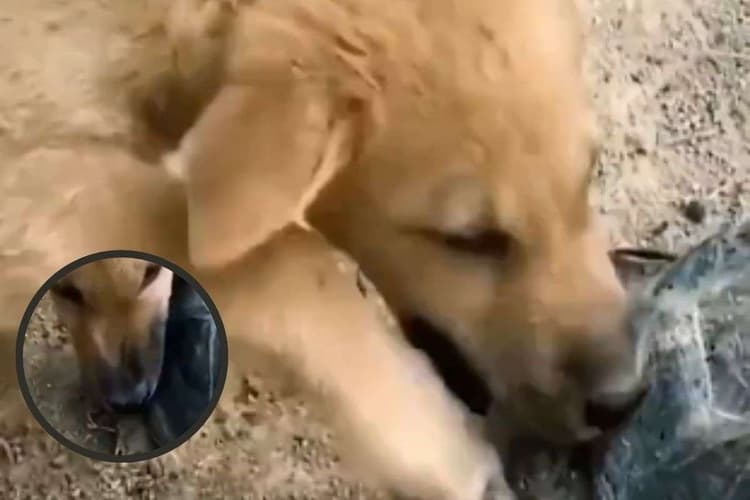 Viral Video : कछुए के आगे कुत्ता बेबस, चिल्लाता रहा लेकिन पैर छुड़ा न सका