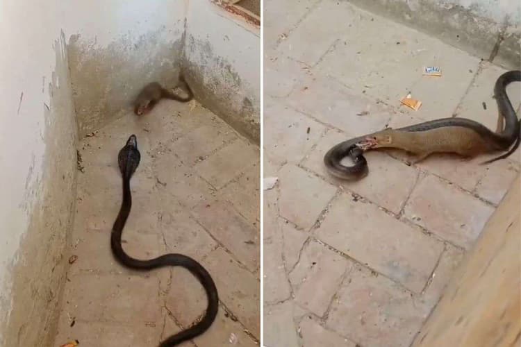 Viral Video: कौन बड़ा सूरमा! सांप और नेवले की खूनी जंग, 33 सेकंड का वीडियो देख कांप जाएगा कलेजा