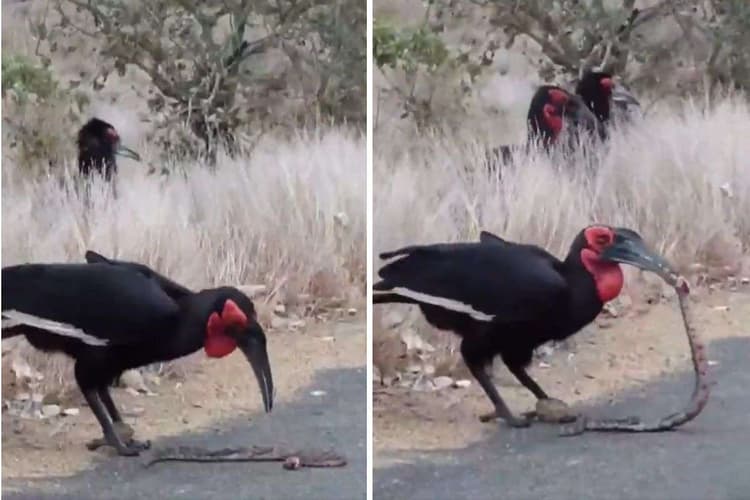 Viral Video: जहरीले सांपों को नूडल्स की तरह खाता है यह पक्षी, हैरान कर देगा वीडियो