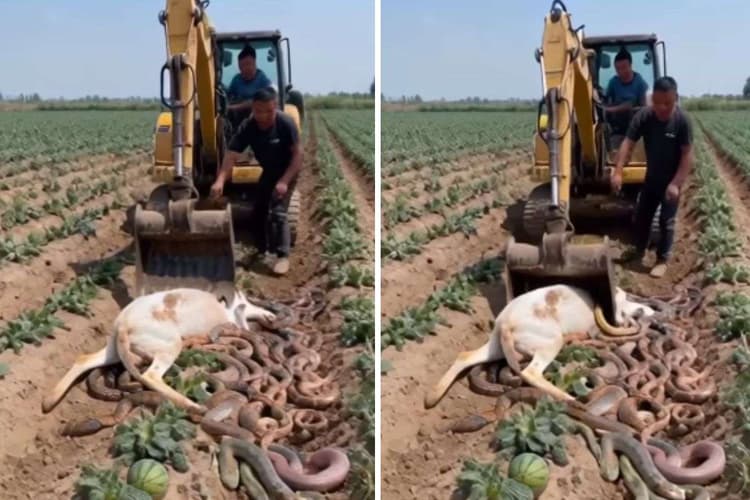 Viral Video: खेत में सांपों का तांडव! बड़े-बड़े अजगरों ने गाय को जकड़ा, क्या है वायरल वीडियो का रहस्य?