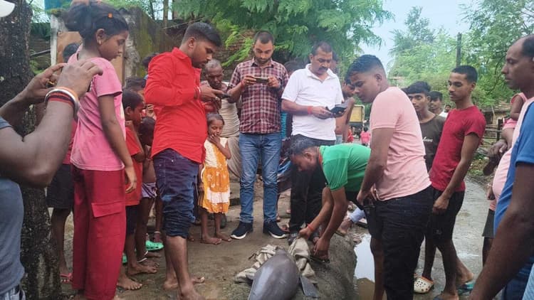गंगा किनारे मृत डॉल्फिन मिलने से हड़कंप, वन विभाग ने शुरू की जांच