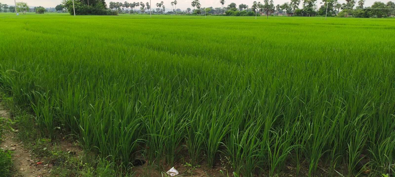 उमस भरी गर्मी से मिली राहत, तो अब जिले में आंधी-पानी का रेड अलर्ट