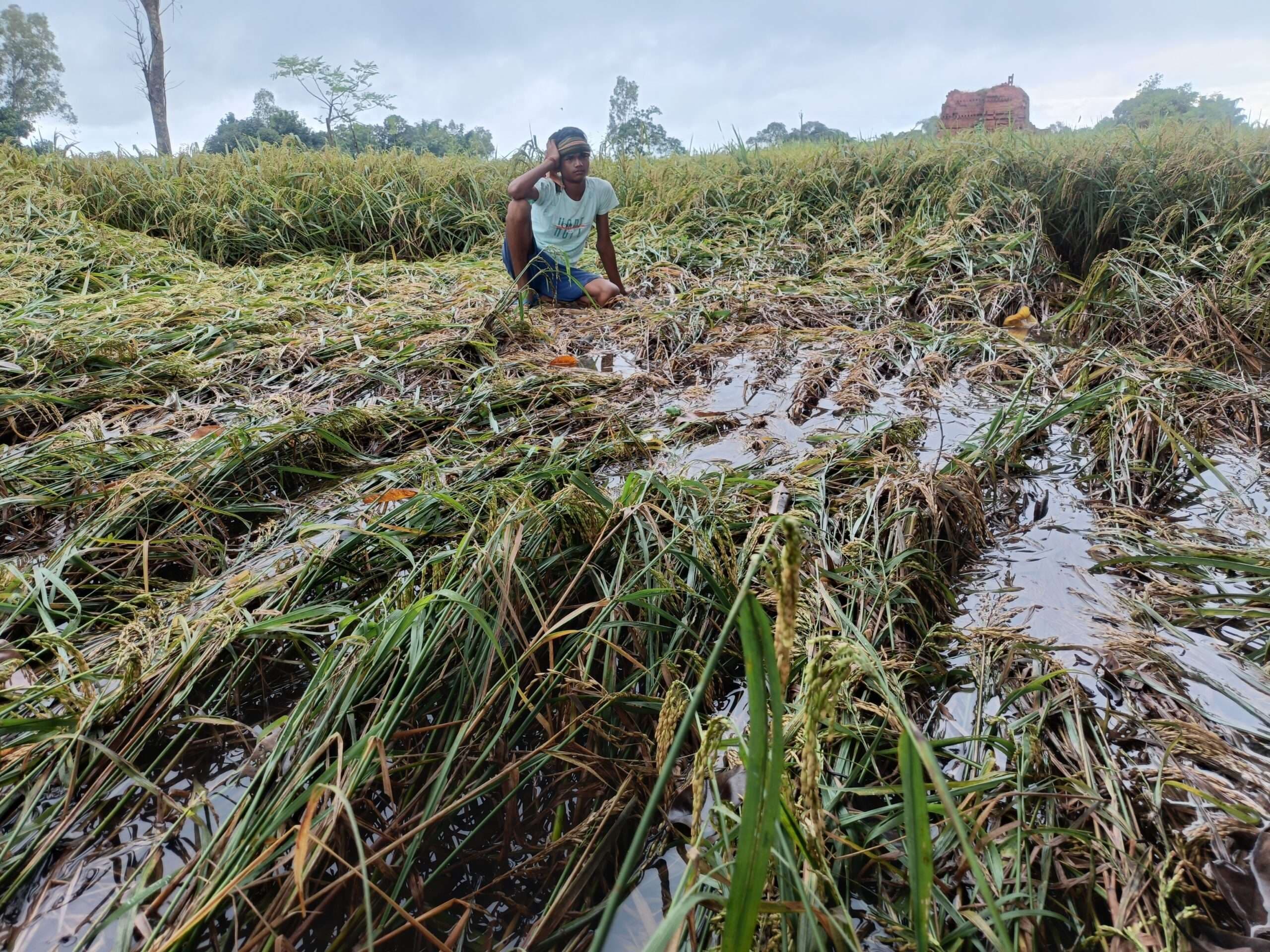 Giridih News :लगातार हो रही बारिश ने किसान परेशान