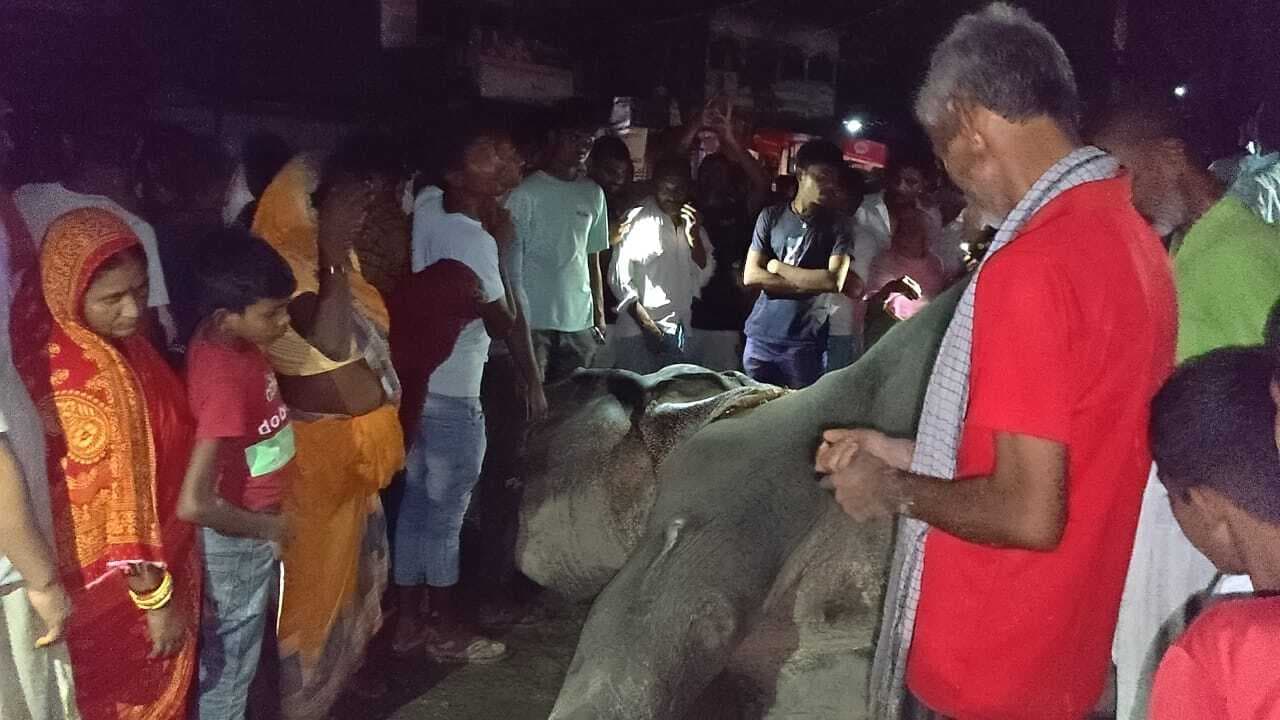 Motihari: विसर्जन जुलूस से लौट रहे हाथी की रहस्यमयी मौत