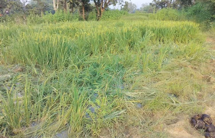 Seraikela Kharsawan News : मुनीडीह में जंगली हाथियों का उत्पात से किसानों के धान की फसल बर्बाद