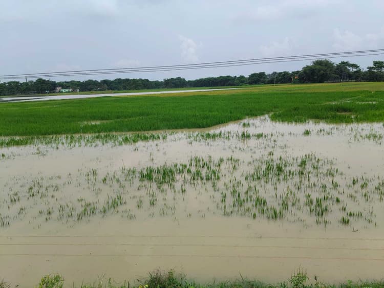 सपनों संग बह गया उम्मीदों का खेत, धान डूबे, जनभावना भी