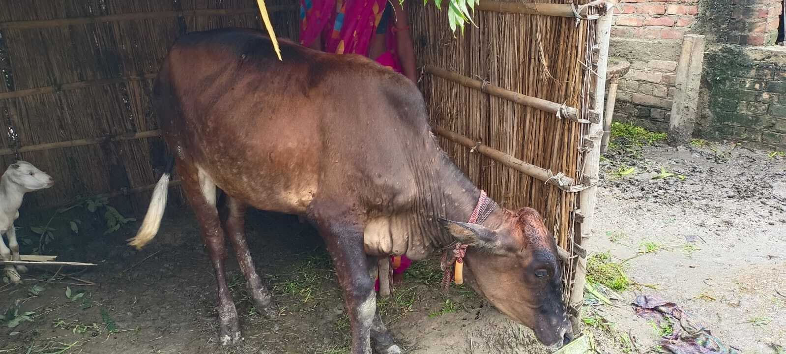 लंफी बीमारी से मवेशियों की हो रही मौत