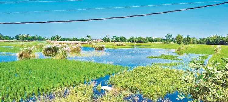 Gopalganj News : कुचायकोट में बारिश व यूपी से आने वाले पानी से तबाही बरकरार, धान की फसल डूबी