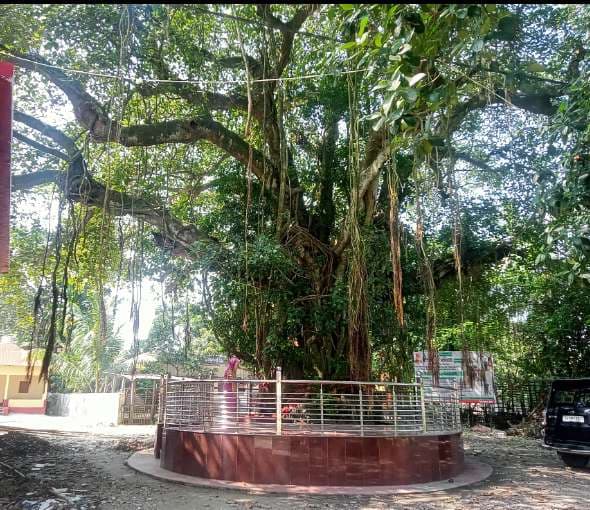 300 साल पहले विष्णुपुर गांव में बहू के खोएंछा में आयी थी मां काली, आस्था का प्रतीक बरगद का पेड़