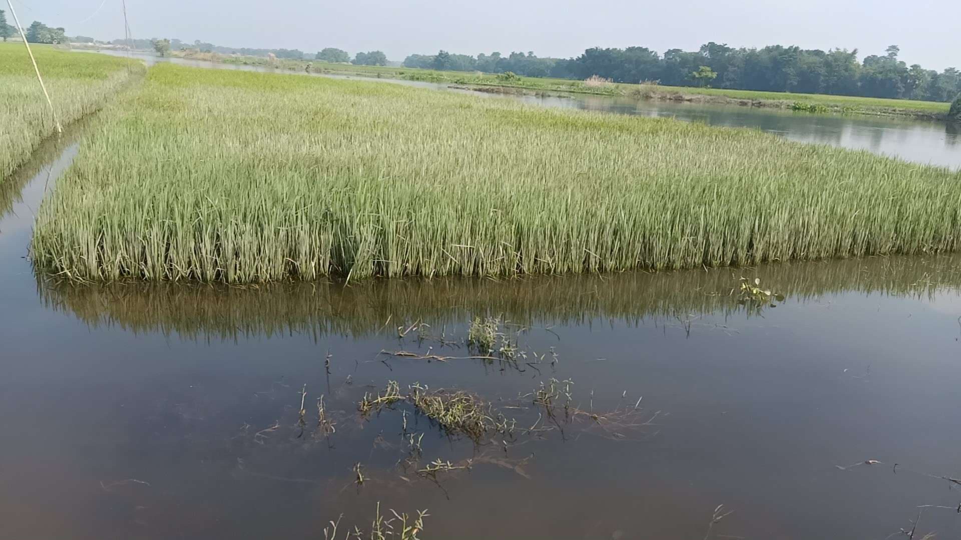 बेमौसमी बारिश ने तोड़ी किसानों की कमर