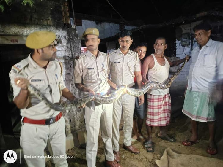 गांव में निकला अजगर, रेस्क्यू कर वन विभाग को सौंपा