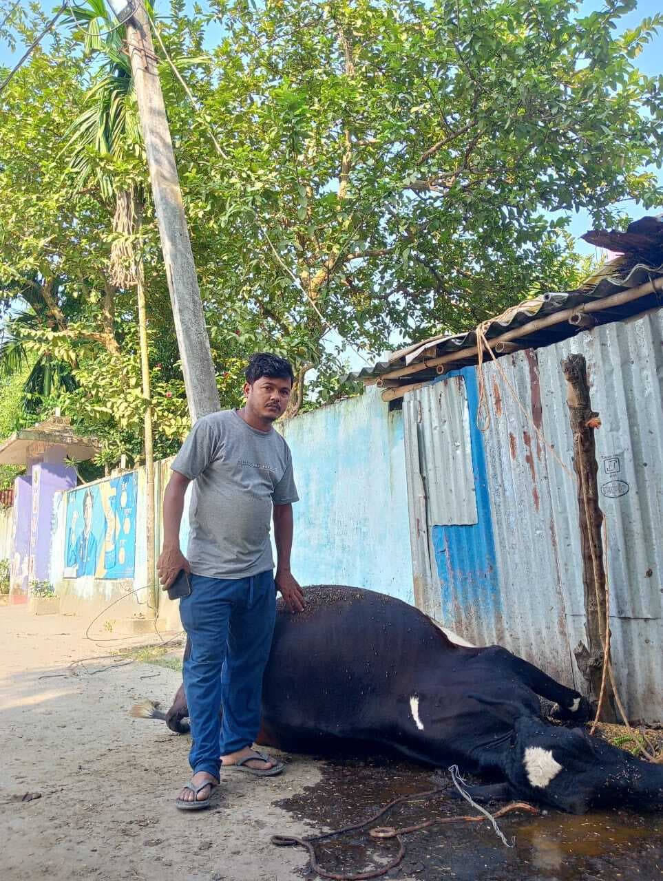 करंट लगने से गाय की मौत, पशुपालक ने मुआवजे की मांग की