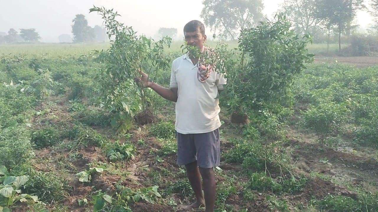 असामाजिक तत्वों ने किसान के खेत में लगी फसलों का उखाड़ा, कार्रवाई की मांग