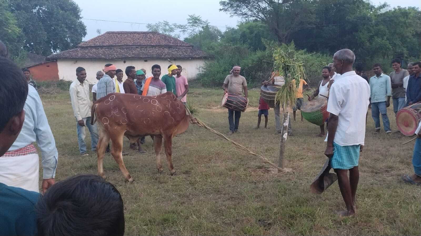 सोनाहातू के गांवों में किया गया बरद भिड़का कार्यक्रम