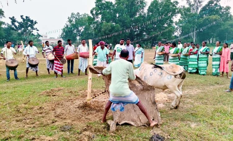 East Singhbhum News : दुखू का बैल अव्वल, भोगान दूसरे स्थान पर
