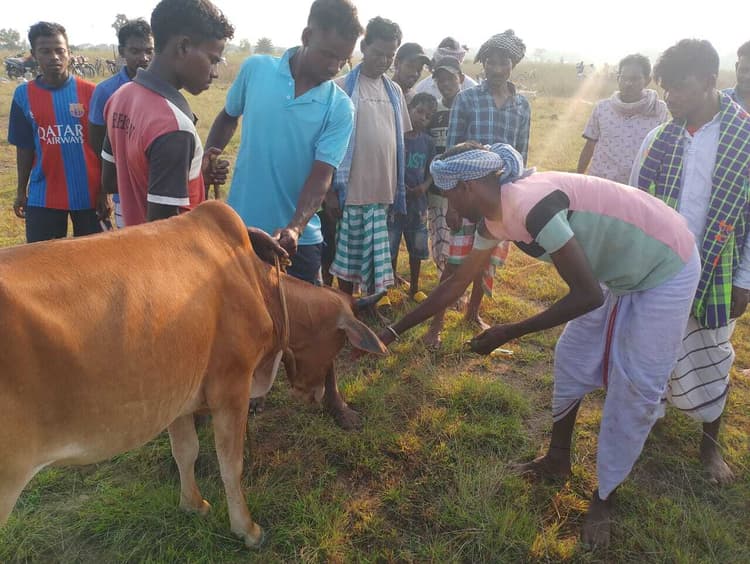 East Singhbhum News : गालूडीह के आदिवासी बहुल गांवों में सोहराय पर्व की धूम