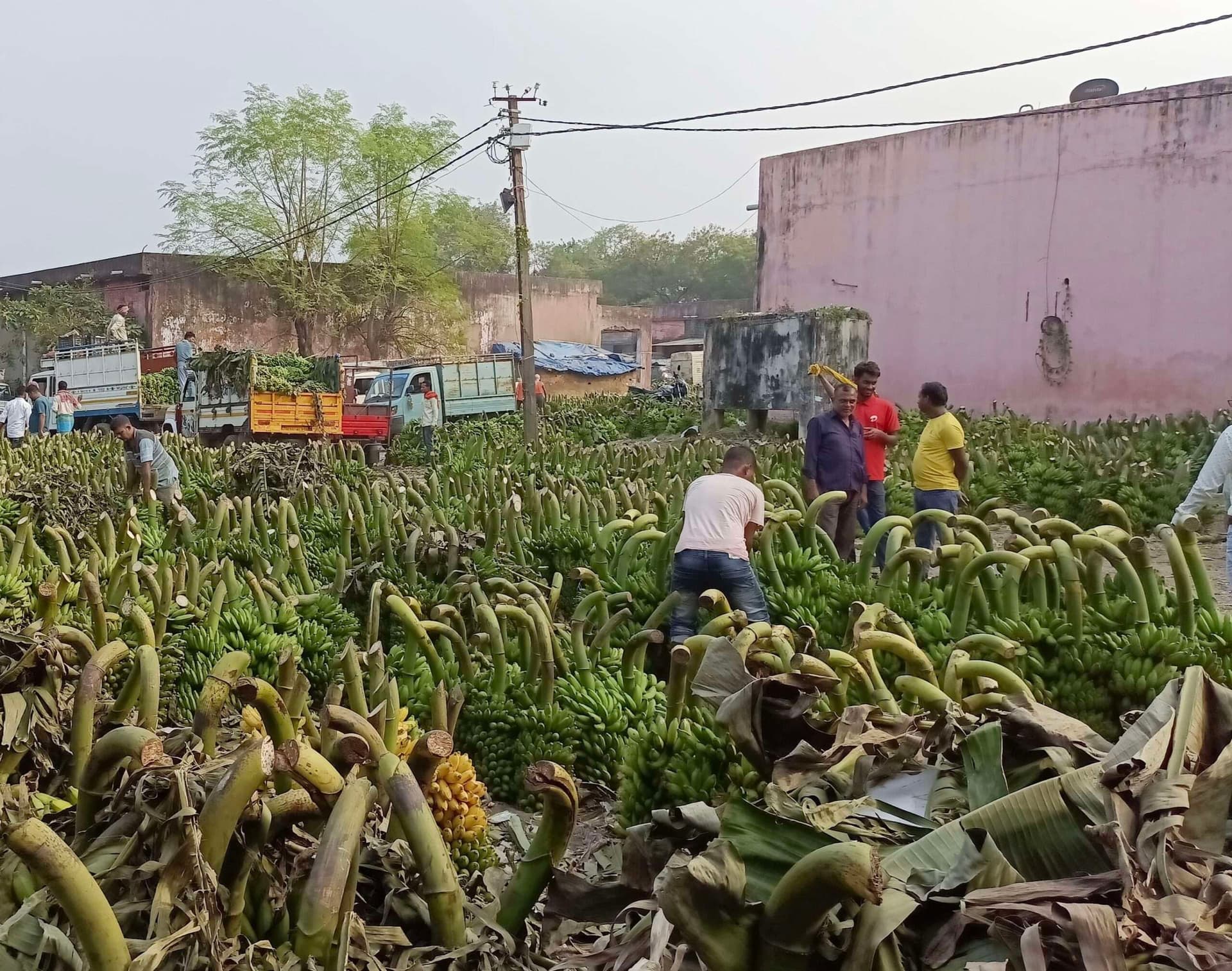 Dhanbad News: छठ पर 15 करोड़ का होगा फलों का कारोबार