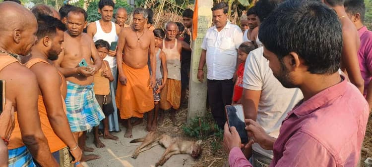 सियार ने आधा दर्जन ग्रामीणों को काटा