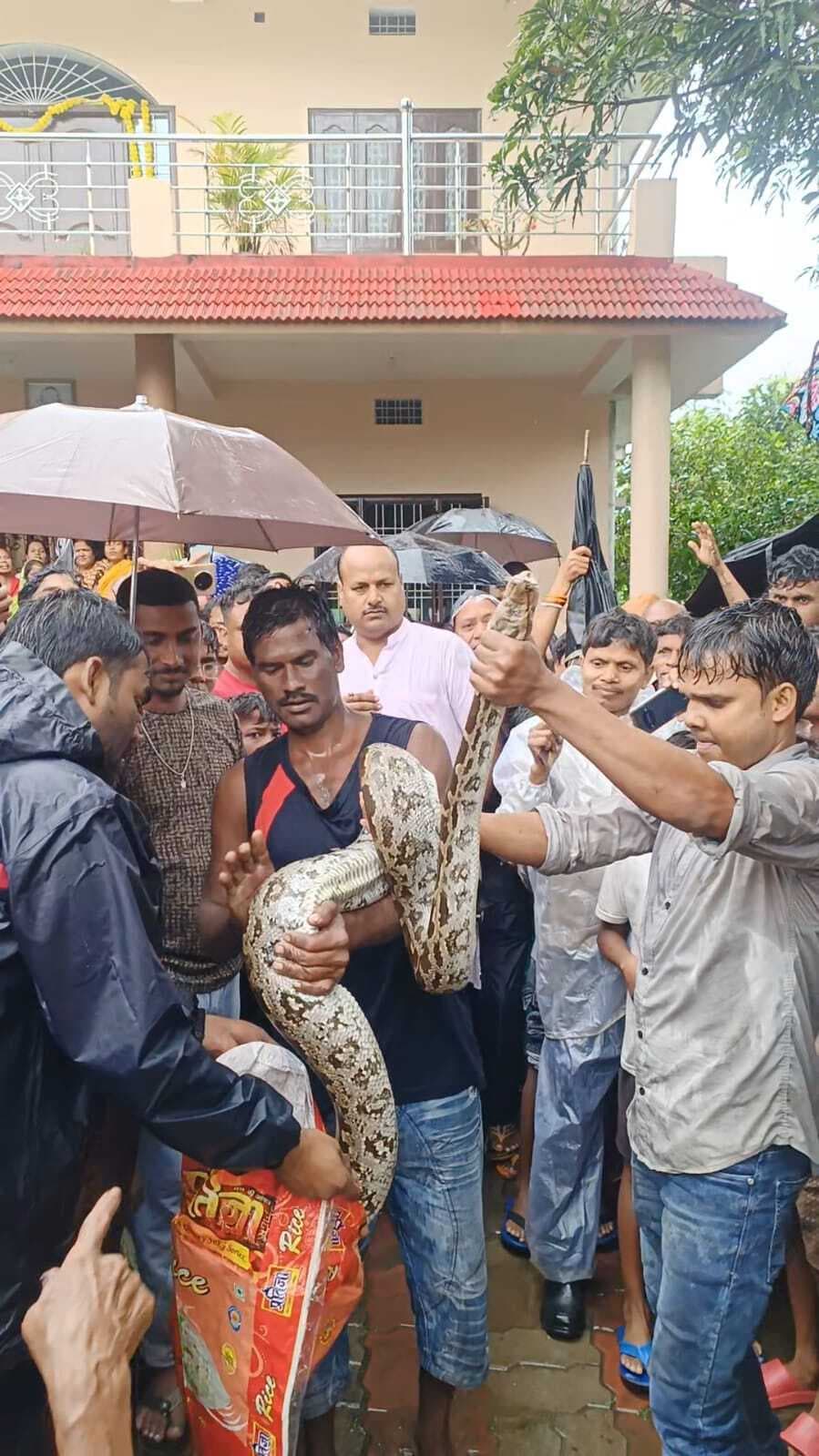 सर्प मित्र ने अजगर का किया रेस्क्यू