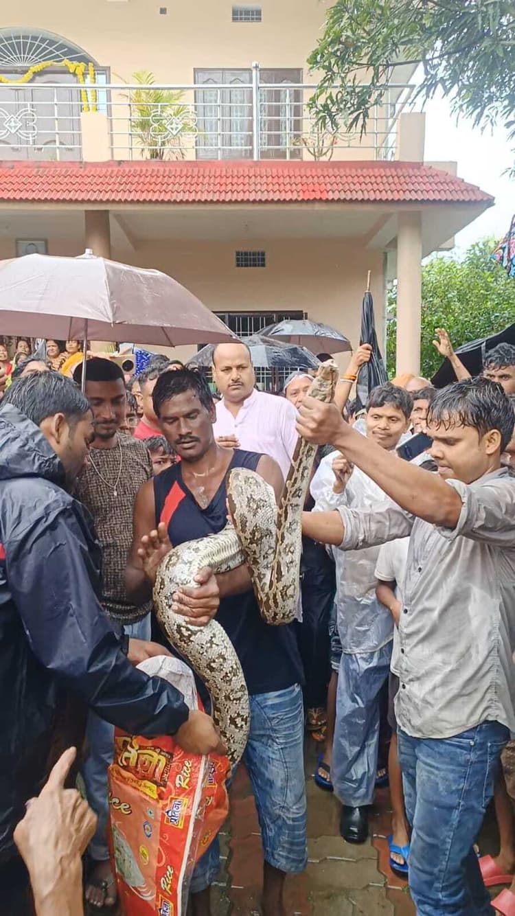 सर्प मित्र ने अजगर का किया रेस्क्यू