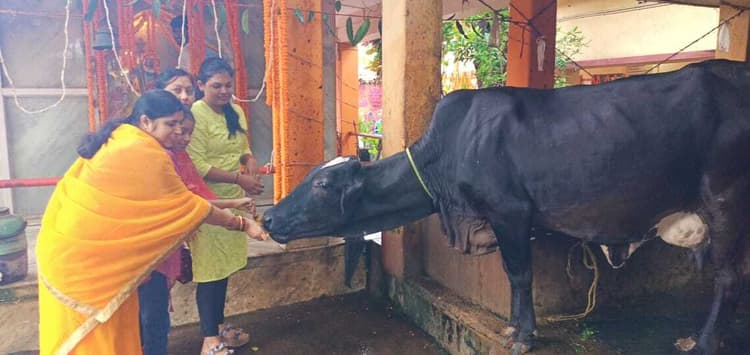 गोपाष्टमी पर गोशाला में गायों की पूजा-अर्चना