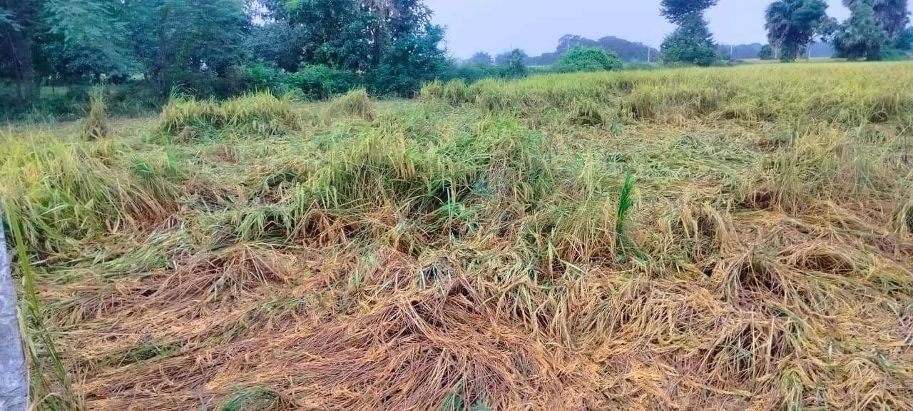 बारिश व तेज हवा से गिरकर धान फसल की तबाही, किसान मायूस