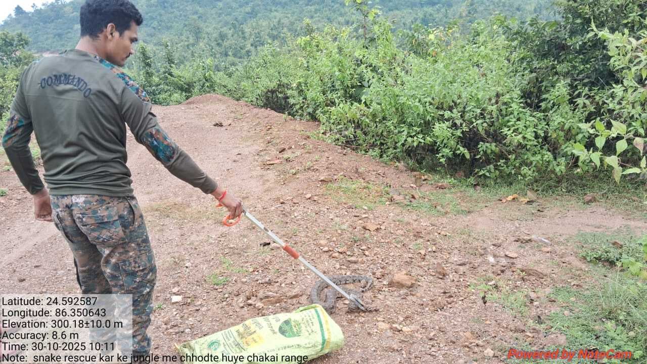 गादी सिमरिया में छह फीट लंबा अजगर देख ग्रामीणों में हड़कंप