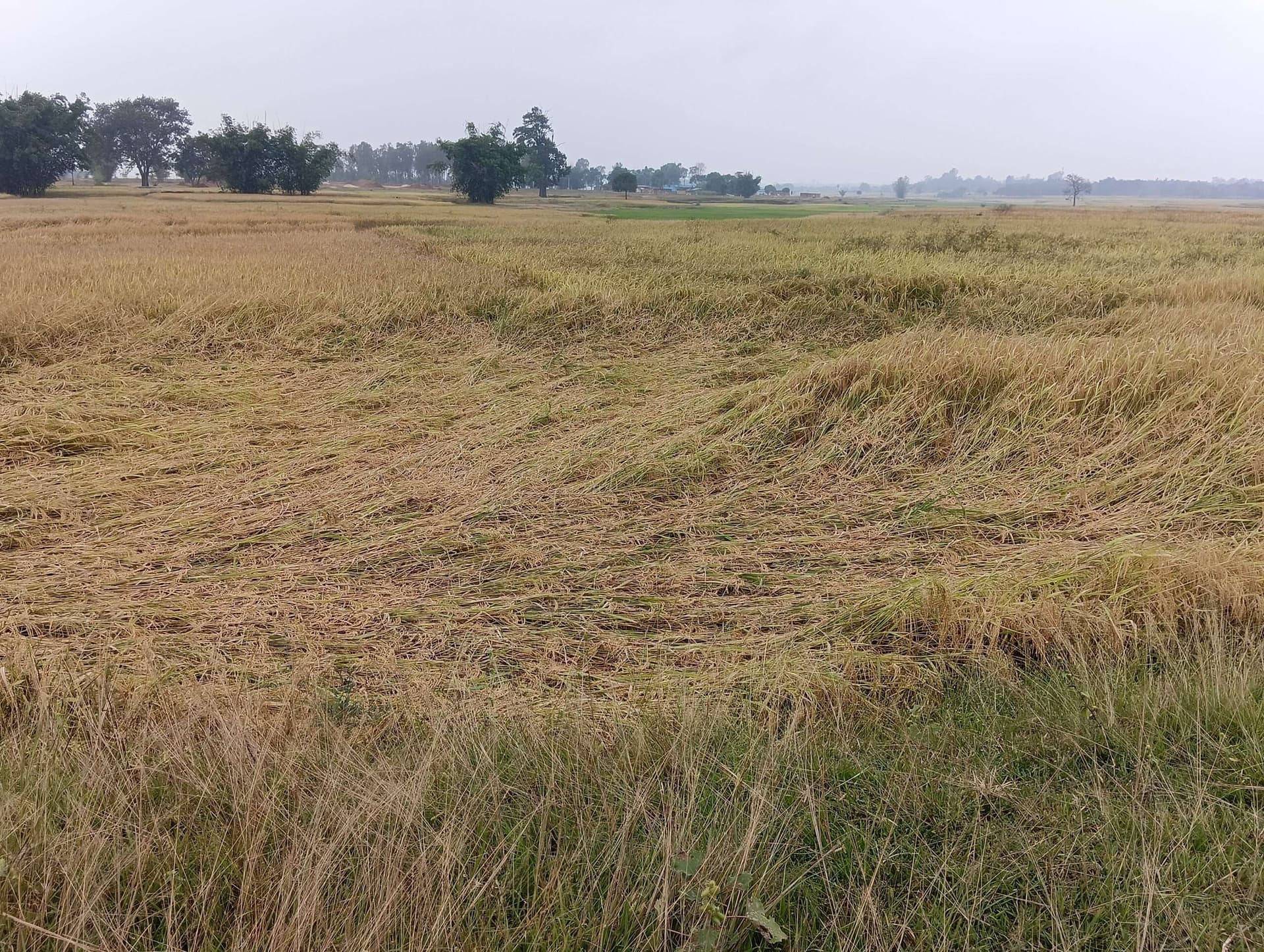 Giridih News :बेमौसम बारिश से धान को नुकसान